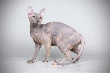 Don Sphynx cat on colored backgrounds
