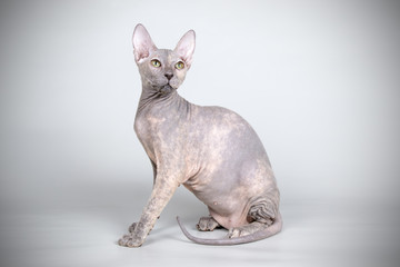 Don Sphynx cat on colored backgrounds