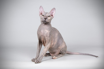 Don Sphynx cat on colored backgrounds