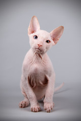 Don Sphynx cat on colored backgrounds