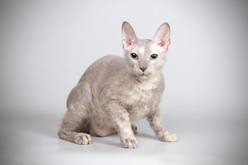Don Sphynx cat on colored backgrounds
