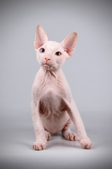 Obraz premium Don Sphynx cat on colored backgrounds