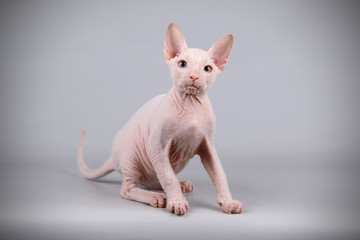 Don Sphynx cat on colored backgrounds