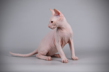 Don Sphynx cat on colored backgrounds