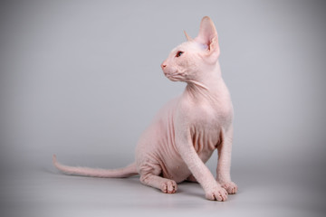 Don Sphynx cat on colored backgrounds