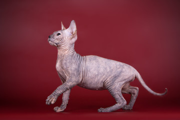 Don Sphynx cat on colored backgrounds
