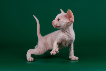 Don Sphynx cat on colored backgrounds