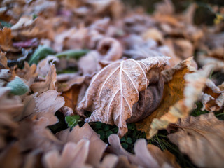 crumpled brown leaf with white frost during an autumn morning