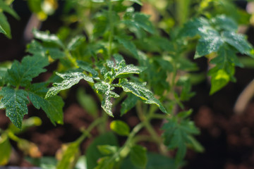 droplets of water on the sprouts of tomatoes