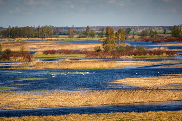 Landscape with Biebrza river near Goniadz, Podlaskie, Poland