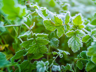 green mint leaves with white frost during an autumn morning