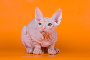 Don Sphynx cat on colored backgrounds
