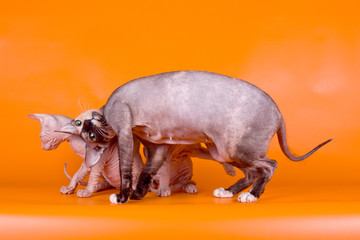 Don Sphynx cat on colored backgrounds