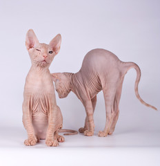 Don Sphynx cat on colored backgrounds