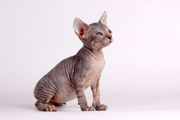 Don Sphynx cat on colored backgrounds