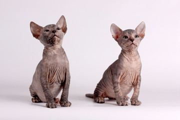 Don Sphynx cat on colored backgrounds