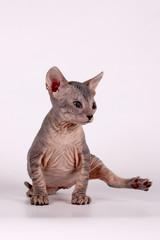 Don Sphynx cat on colored backgrounds