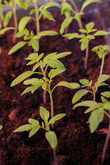 tomato seedlings for planting