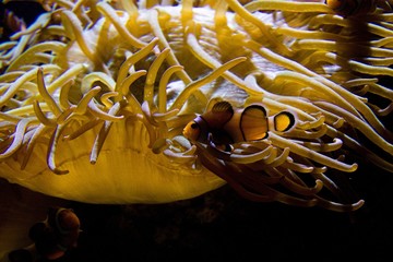 Orange clownfish Nemo near yellow anemone