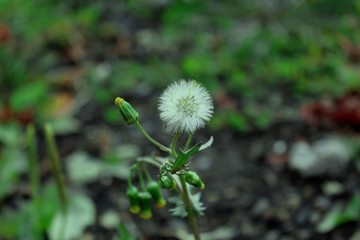 dandelion in the grass