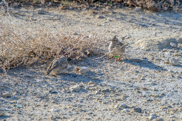 Птичка и куст