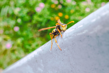 yellow wasp