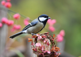 Obraz premium Kohlmeise 