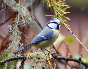 Obraz premium Blaumeise auf Ast