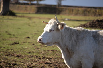 Vache Blanche