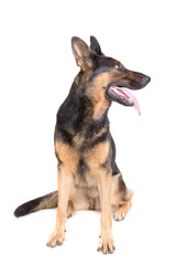 german shepherd posing