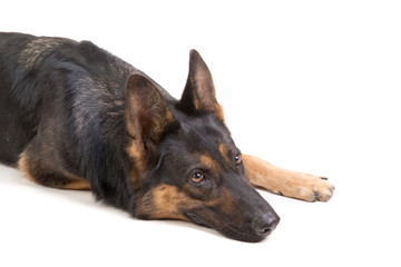 german shepherd posing