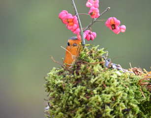 Rotkehlchen versteckt