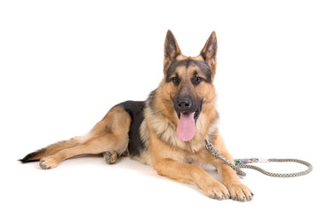 german shepherd posing