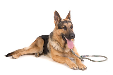 german shepherd posing