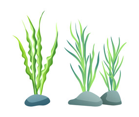 Seaweed for aquarium sketch vector Illustration
