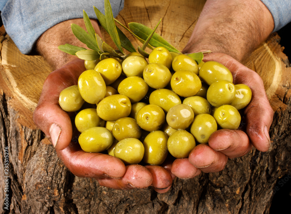 Canvas Prints farmer holding green olives