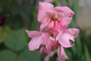 Obraz premium pink flower in the garden