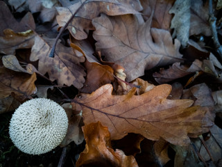 Bovist im Herbst