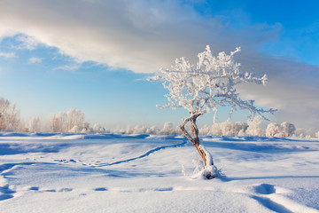 Fototapeta na wymiar Winter landscape. Cold day.