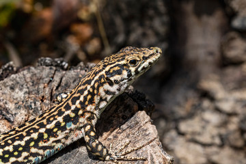 Detail of a Tyrrhenian Wall Lizard (Podarcis tiliguerta) Basking on a Granite Rock, Baia Sardinia, Sardinia, Italy.