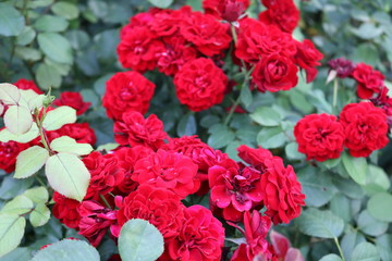 Fototapeta premium red rose flowers in the garden