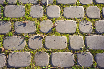 Gray paving stones in the park close up, paving stones overgrown with grass