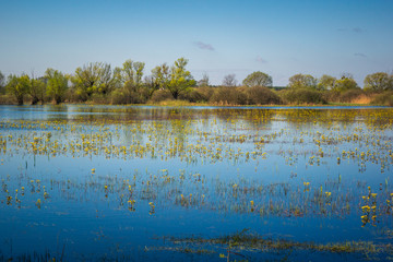 Landscape with Biebrza river near Goniadz, Podlaskie, Poland