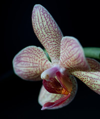 Naklejka premium orchidea