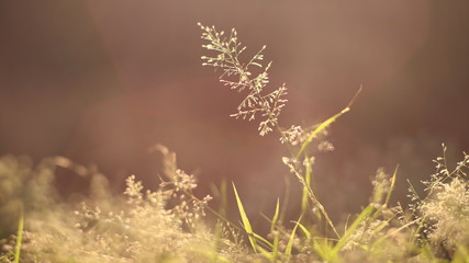 The beautiful natural landscape of White flower grass