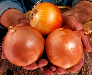 FARMER HOLDING ONIONS