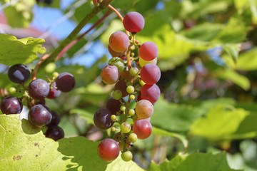 bunch of grapes on vine