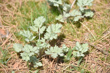 ヨモギの新芽