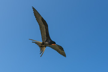 fragatas volando y pescando en holbox