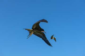fragatas volando y pescando en holbox